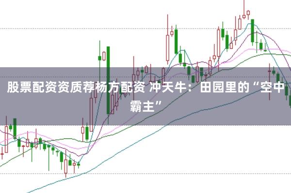 股票配资资质荐杨方配资 冲天牛：田园里的“空中霸主”